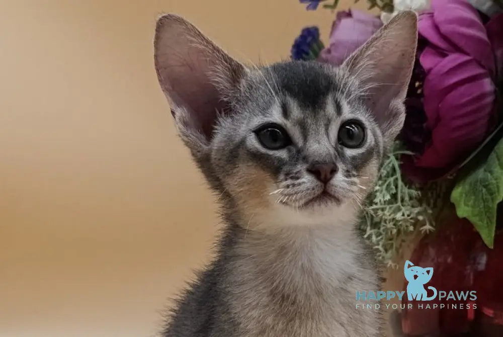Brian Abyssinian male blue live animals