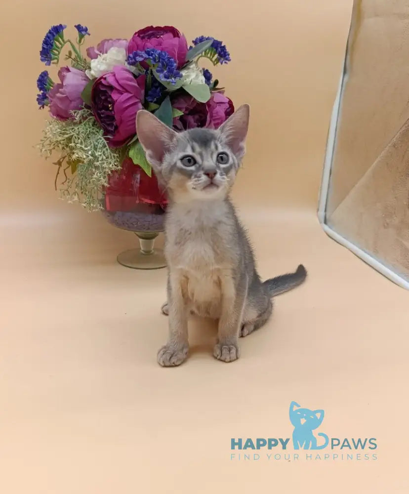 Brian Abyssinian male blue live animals