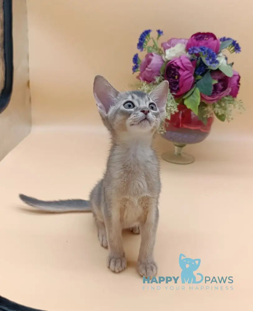 Brian Abyssinian male blue live animals