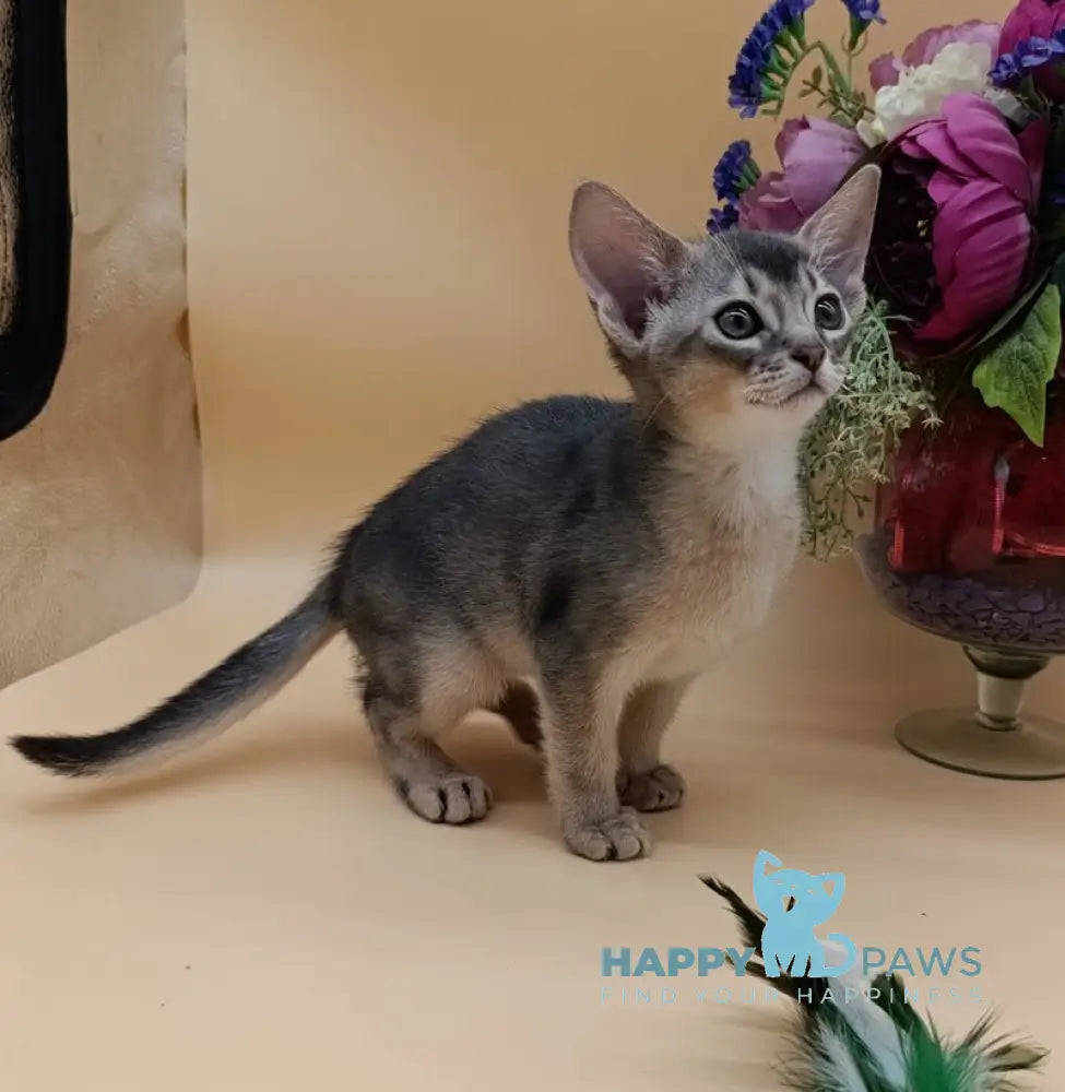 Brian Abyssinian male blue live animals