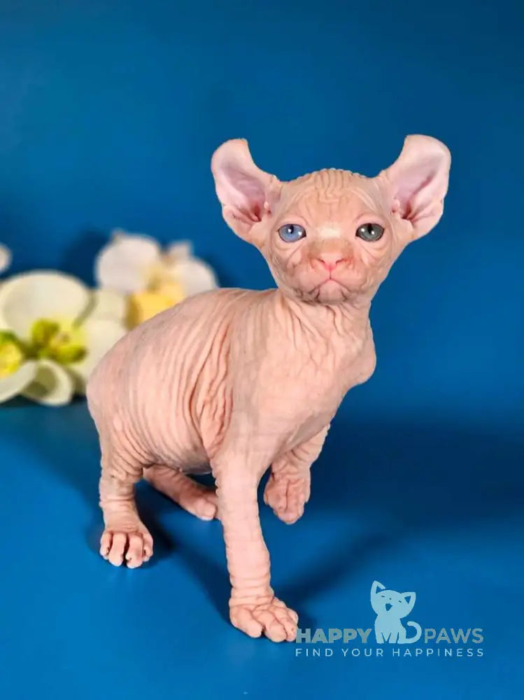 Brian Elf male white live animals