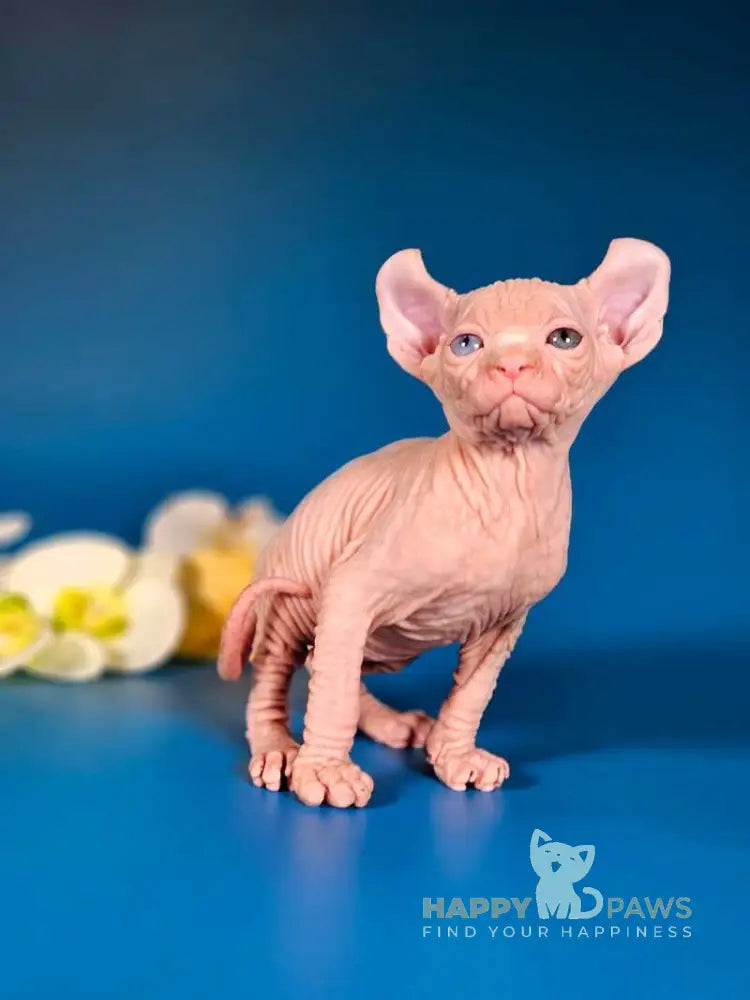 Brian Elf male white live animals