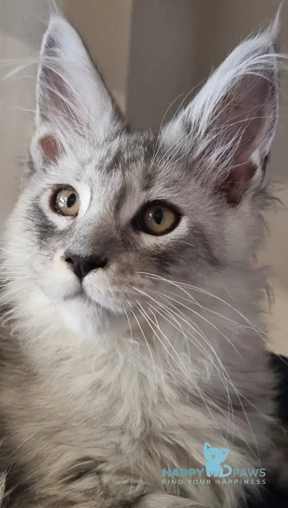 Brian Maine Coon male black silver spotted tabby live animals