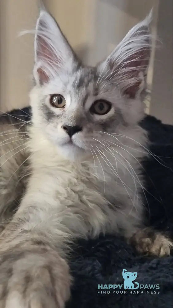 Brian Maine Coon male black silver spotted tabby live animals