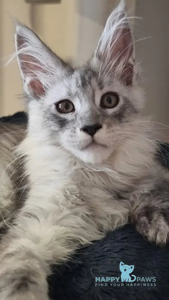 Brian Maine Coon male black silver spotted tabby live animals