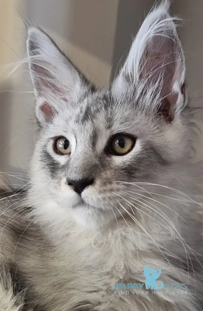 Brian Maine Coon male black silver spotted tabby live animals