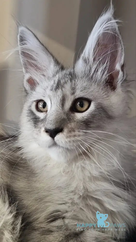 Brian Maine Coon male black silver spotted tabby live animals