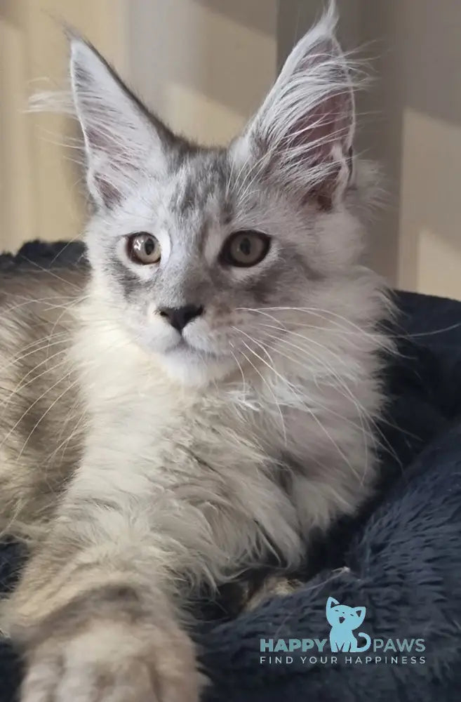 Brian Maine Coon male black silver spotted tabby live animals