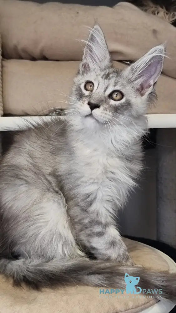 Brian Maine Coon male black silver spotted tabby live animals