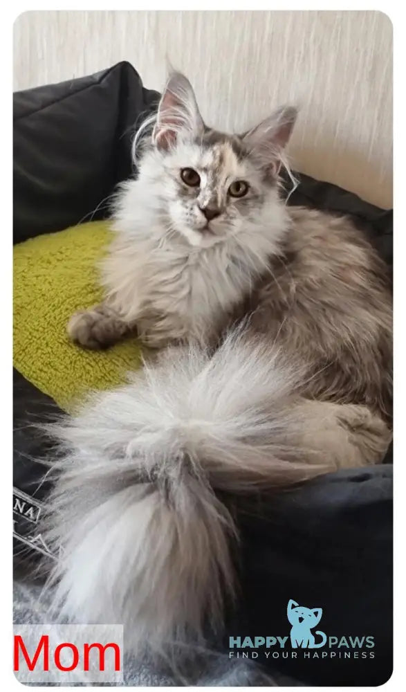 Brian Maine Coon male black silver spotted tabby live animals