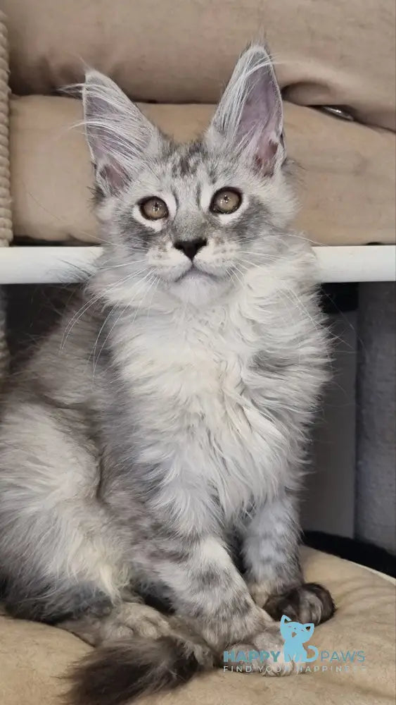 Brian Maine Coon male black silver spotted tabby live animals