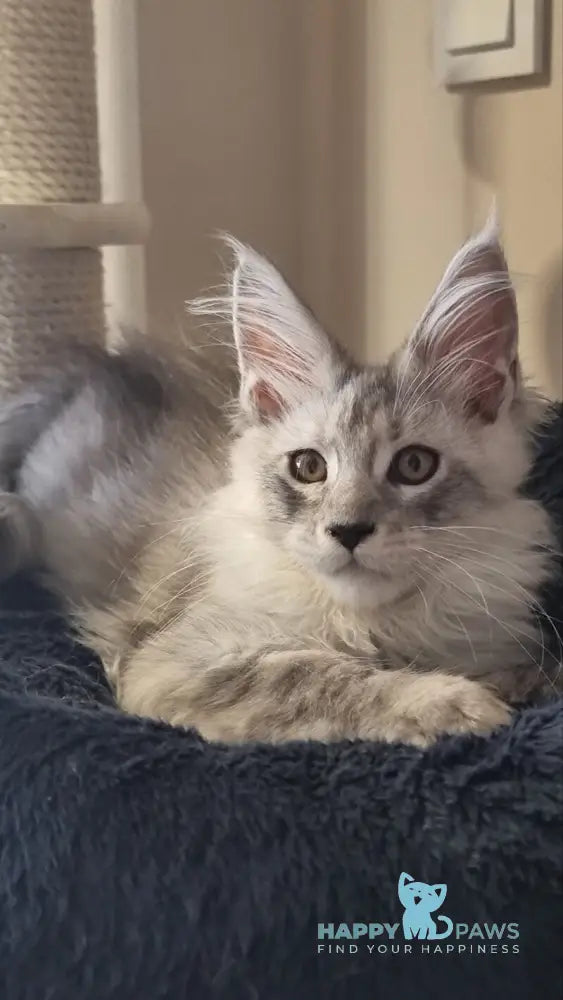 Brian Maine Coon male black silver spotted tabby live animals