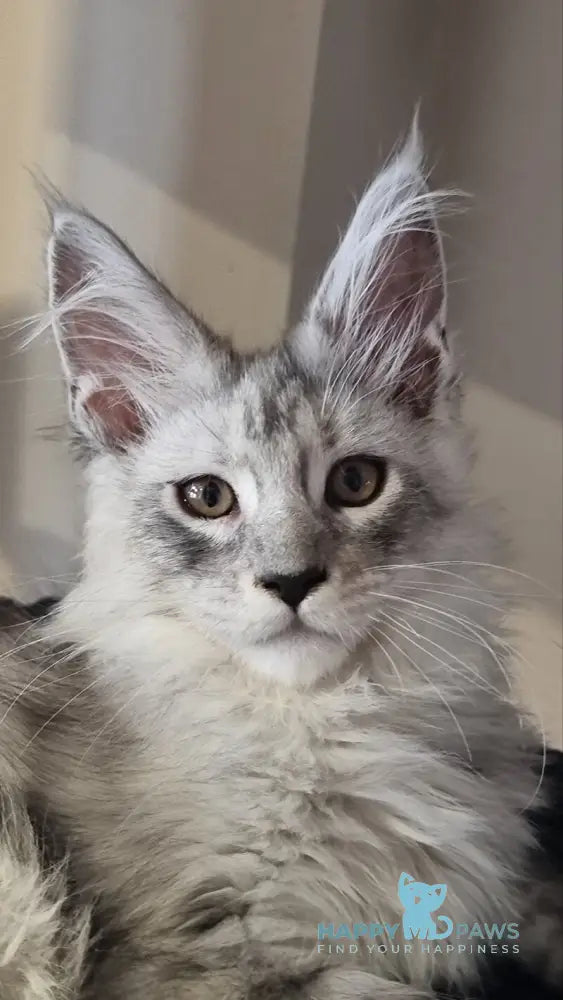 Brian Maine Coon male black silver spotted tabby live animals