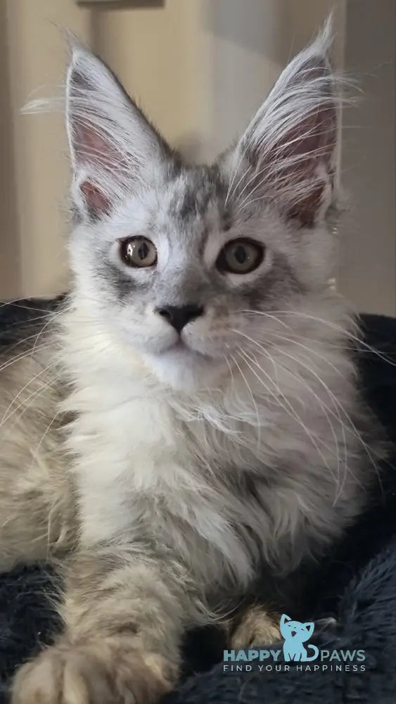 Brian Maine Coon male black silver spotted tabby live animals