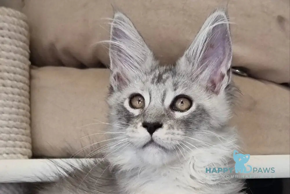 Brian Maine Coon male black silver spotted tabby live animals