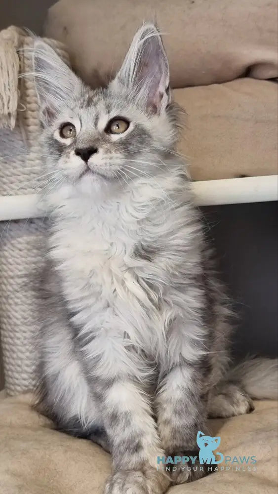 Brian Maine Coon male black silver spotted tabby live animals