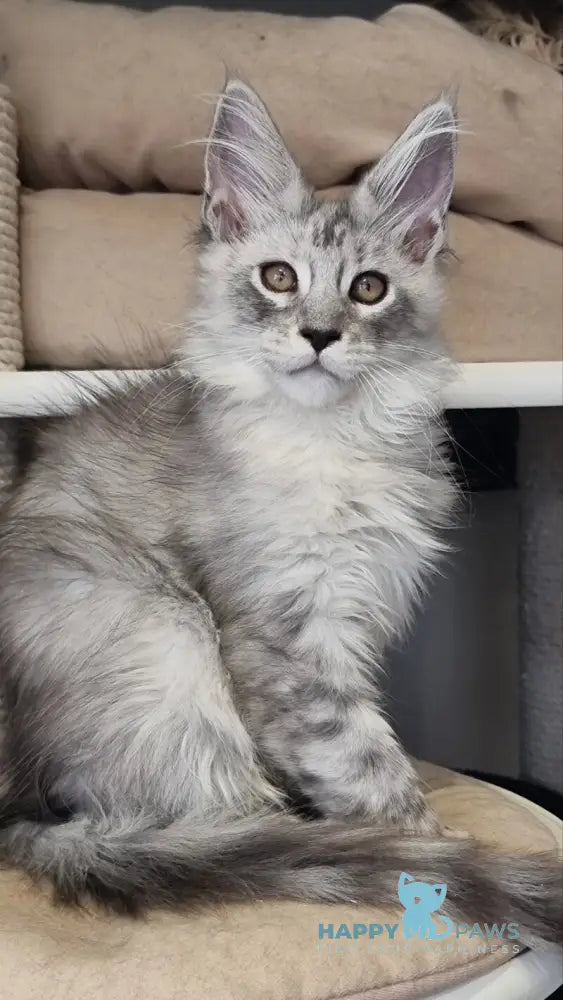 Brian Maine Coon male black silver spotted tabby live animals