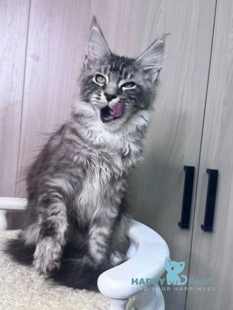 Brian Maine Coon male black silver tabby live animals