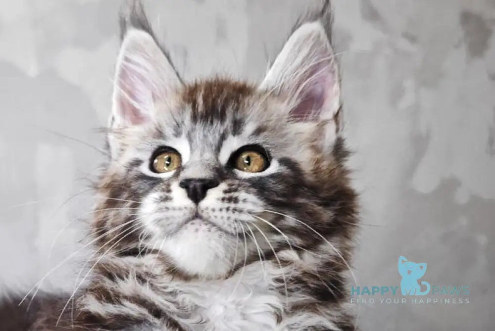 Brian Maine Coon male black silver tabby live animals