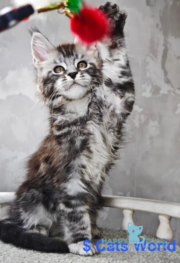 Brian Maine Coon male black silver tabby live animals