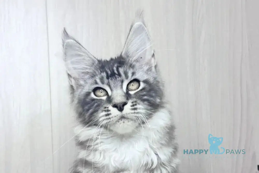 Brian Maine Coon male black silver tabby live animals