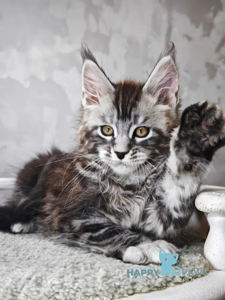 Brian Maine Coon male black silver tabby live animals