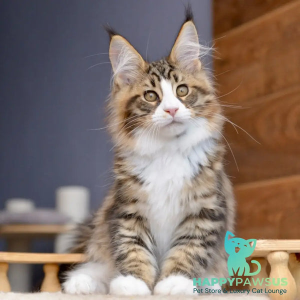 Bright Star Maine Coon male black with white spotted tabby - live animals