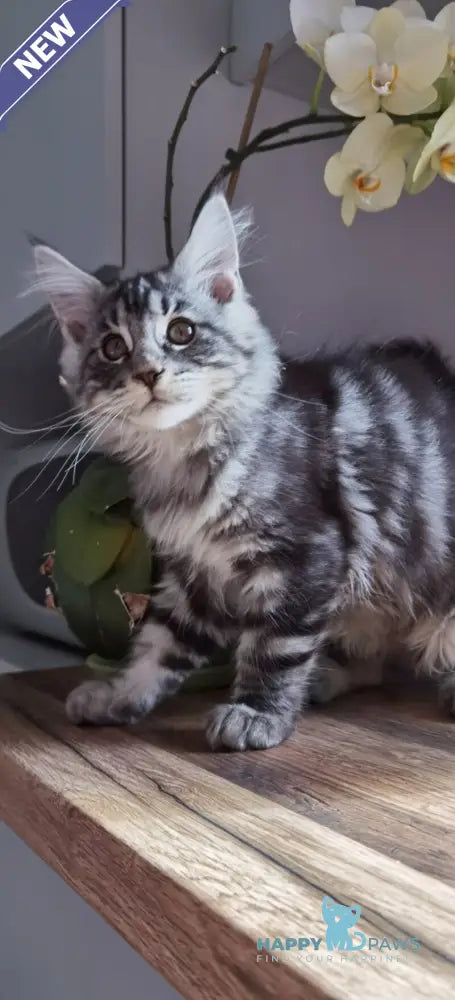Brighter Maine Coon male black silver tabby live animals