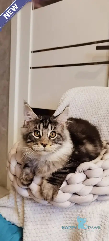 Brighter Maine Coon male black silver tabby live animals