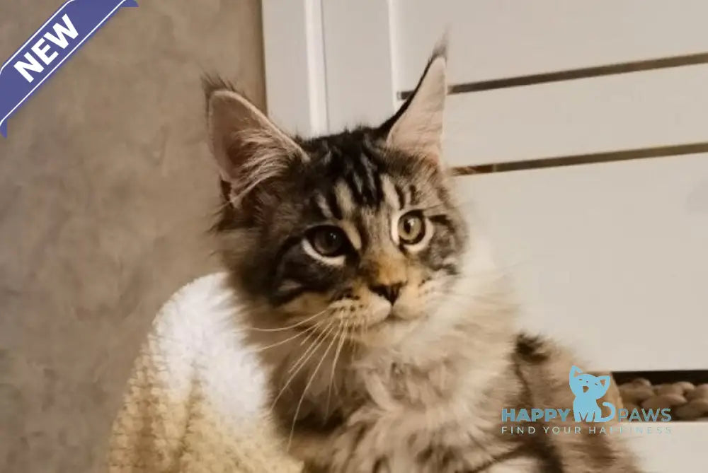 Brighter Maine Coon male black silver tabby live animals