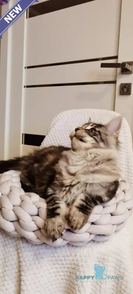 Brighter Maine Coon male black silver tabby live animals