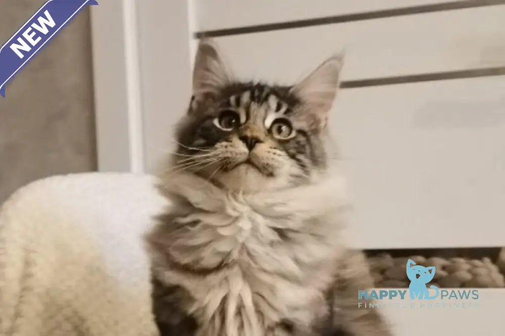 Brighter Maine Coon male black silver tabby live animals