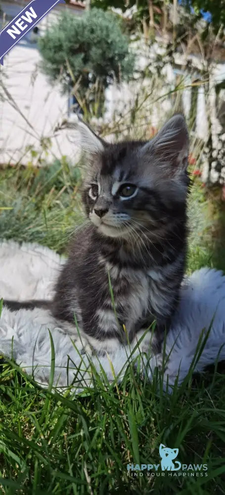Brighter Maine Coon male black silver tabby live animals