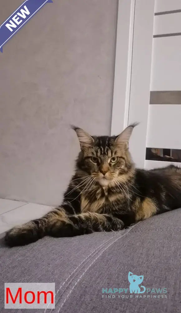 Brighter Maine Coon male black silver tabby live animals