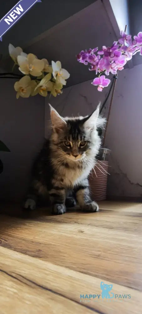 Brighter Maine Coon male black silver tabby live animals