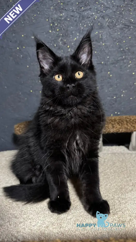 Brina Maine Coon female black live animals