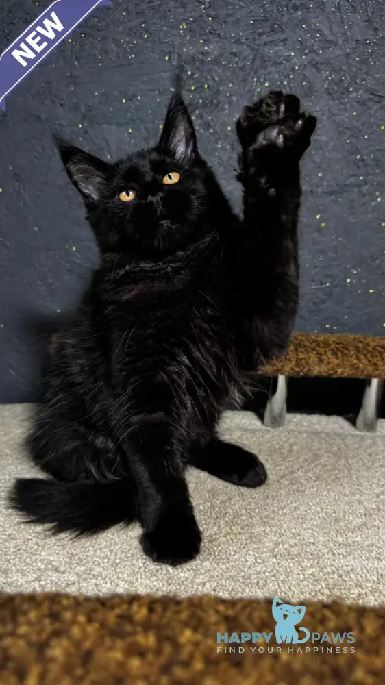 Brina Maine Coon female black live animals