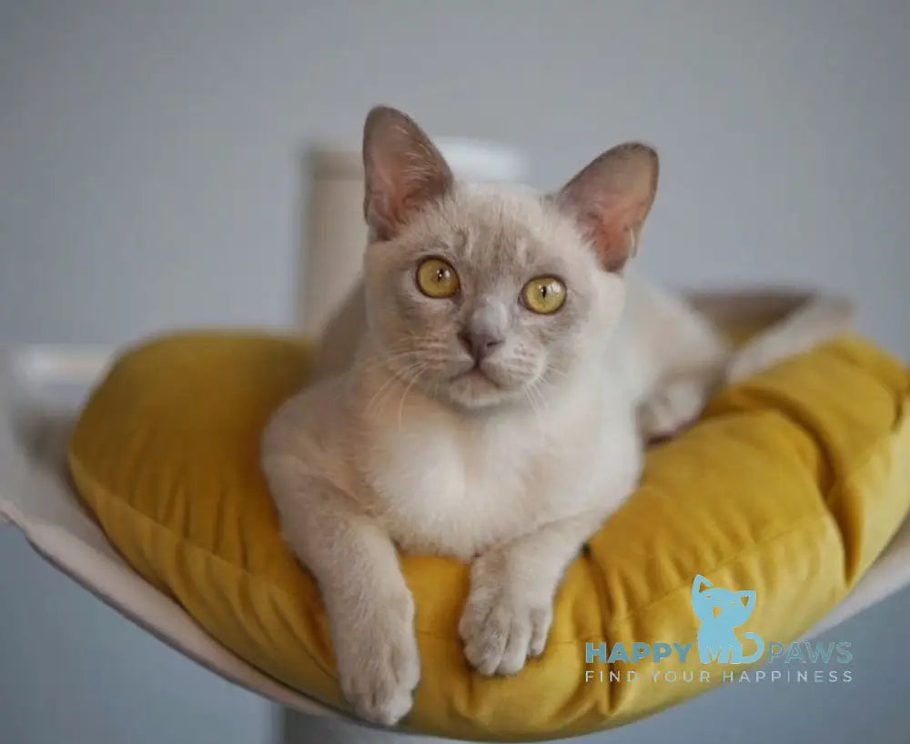 Brioche Burmese male lilac live animals