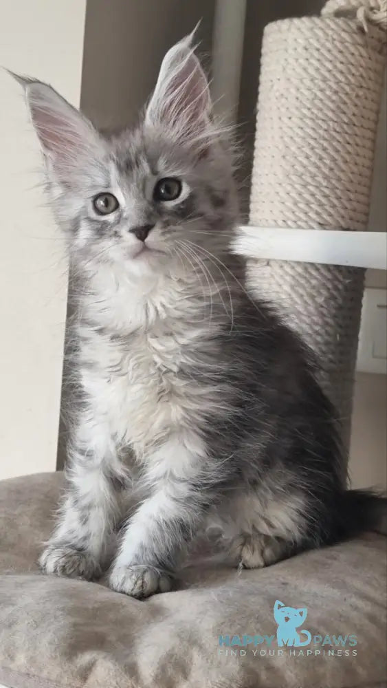 Brita Maine Coon female black silver spotted tabby live animals