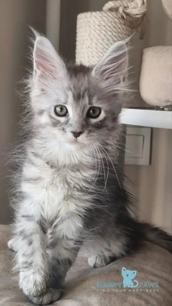 Brita Maine Coon female black silver spotted tabby live animals