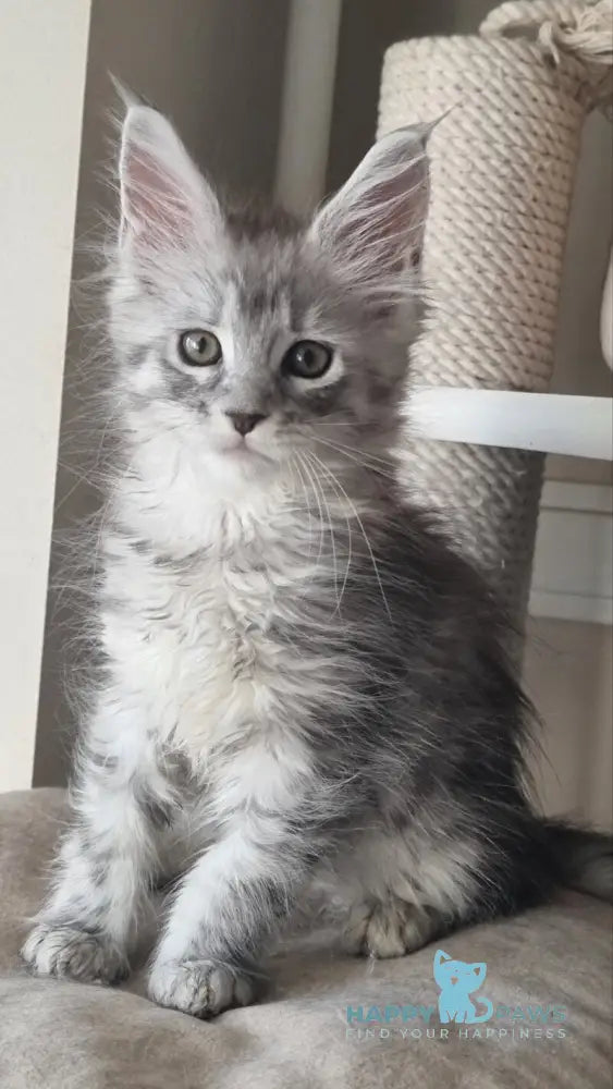 Brita Maine Coon female black silver spotted tabby live animals