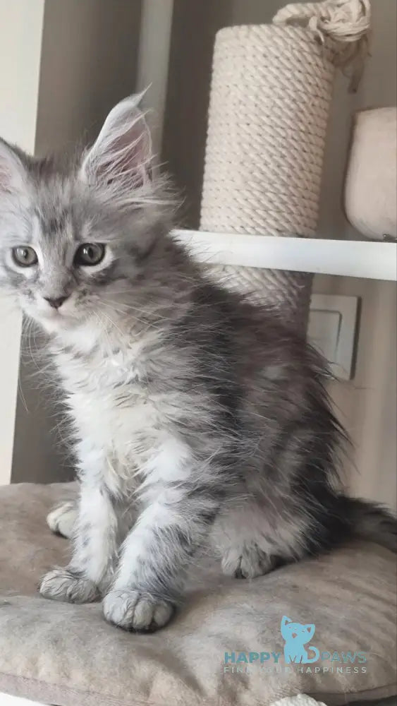 Brita Maine Coon female black silver spotted tabby live animals