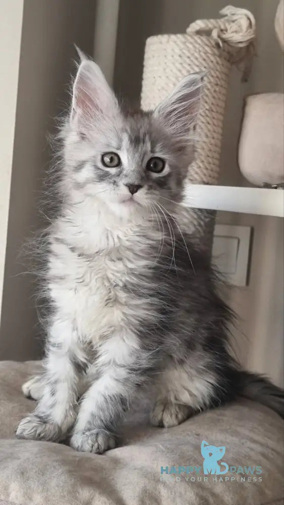 Brita Maine Coon female black silver spotted tabby live animals