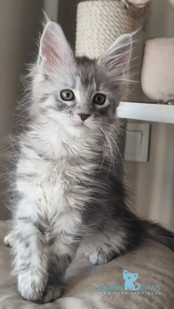 Brita Maine Coon female black silver spotted tabby live animals