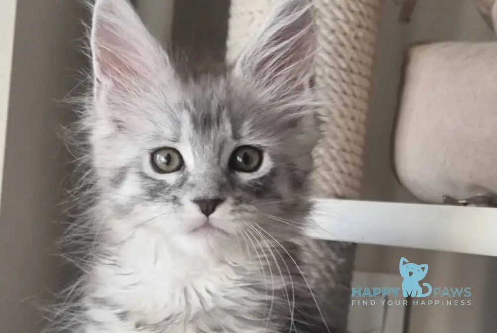 Brita Maine Coon female black silver spotted tabby live animals