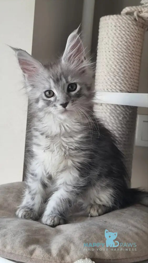 Brita Maine Coon female black silver spotted tabby live animals