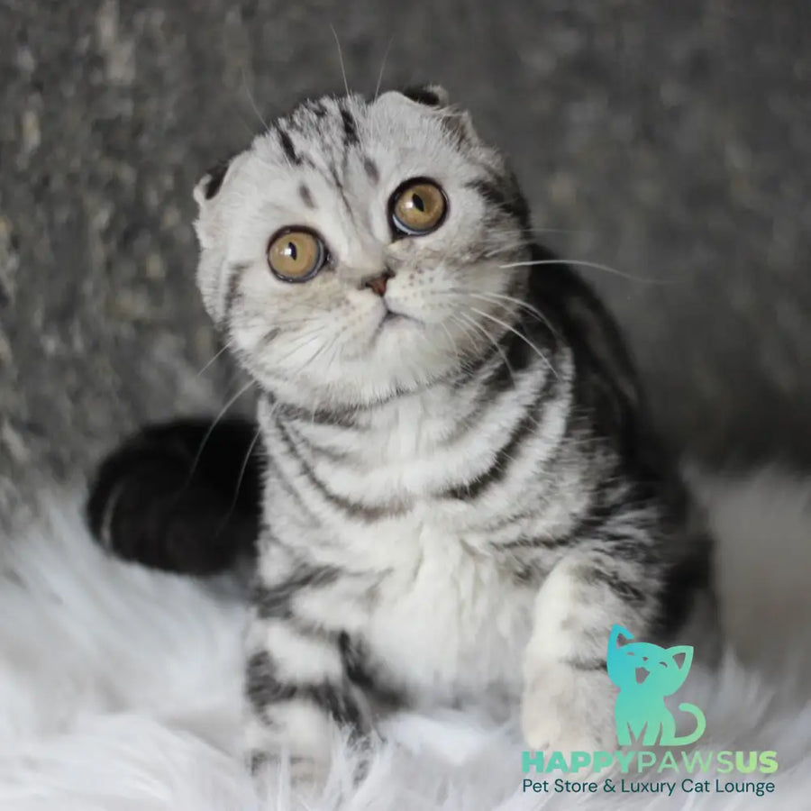 Britni Scottish Fold female black silver tabby - live animals