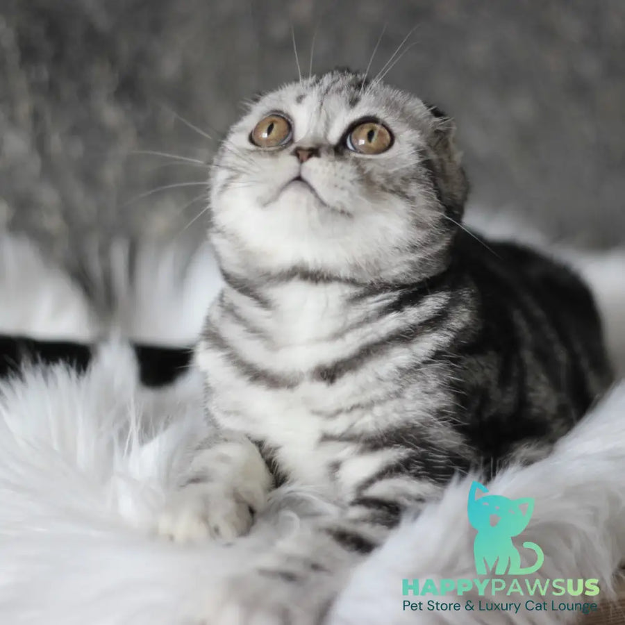 Britni Scottish Fold female black silver tabby - live animals