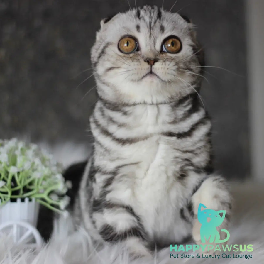 Britni Scottish Fold female black silver tabby - live animals