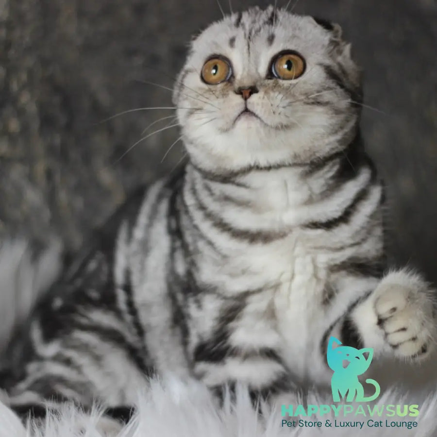 Britni Scottish Fold female black silver tabby - live animals